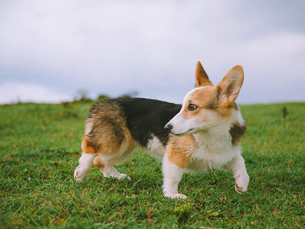 犬结核病