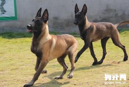 马犬报警性吠叫的训练方法