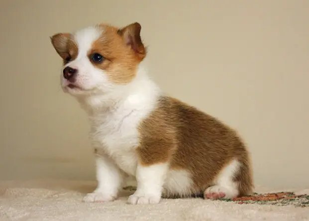 柯基幼犬怎么养？最科学的7个方法