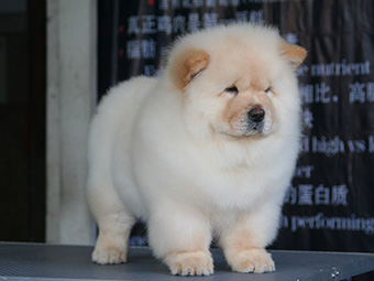 松狮犬
