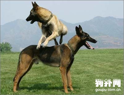 【比利时马犬标准】马犬体态特征及饲养要点