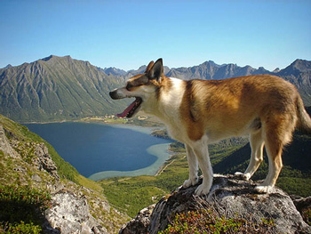 挪威伦德猎犬