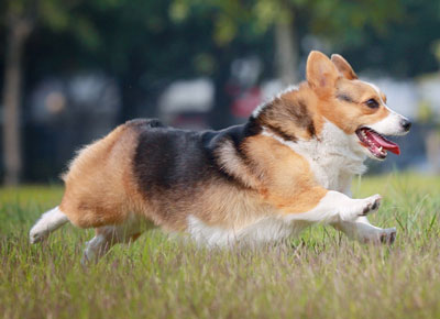 柯基犬