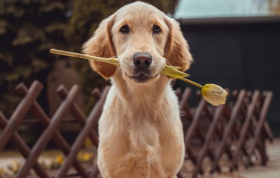 金毛犬掉毛吗 要注意毛发的日常护理哦