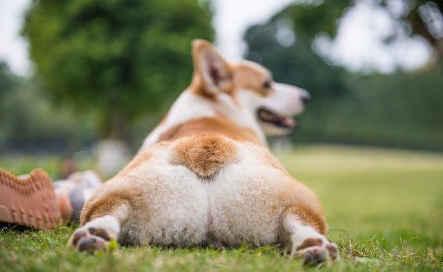 训练柯基犬不要随地大小便