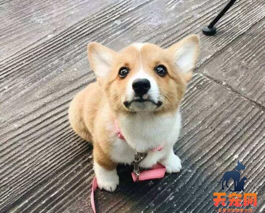 柯基犬幼犬怎么训练，这三点要注意