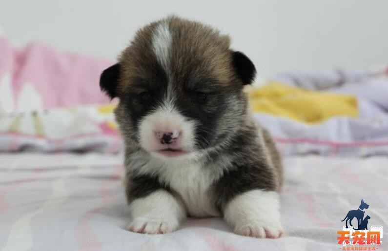 柯基犬好养吗，柯基犬的优缺点分析