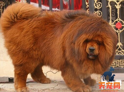 藏獒身上长虱子怎么办