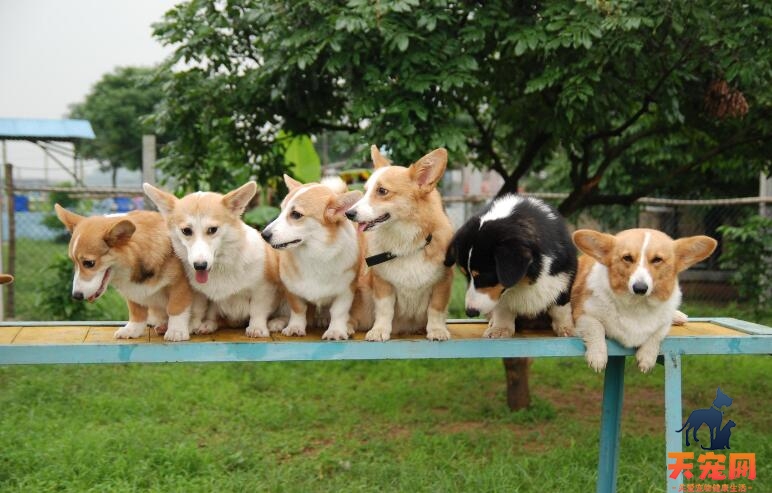 柯基犬的智商怎么样，它聪明吗？