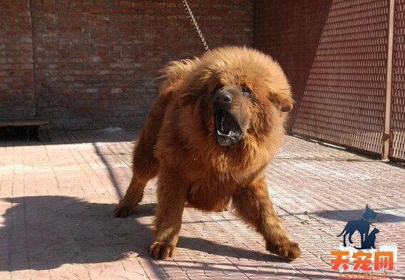【藏獒怎么喂养】饲喂藏獒的方法