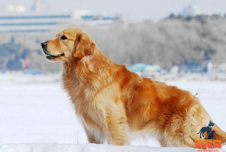 怎么饲养金毛犬?饲养金毛犬的小技巧