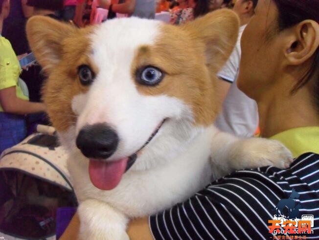 柯基犬好养吗？饲养柯基的正确方法