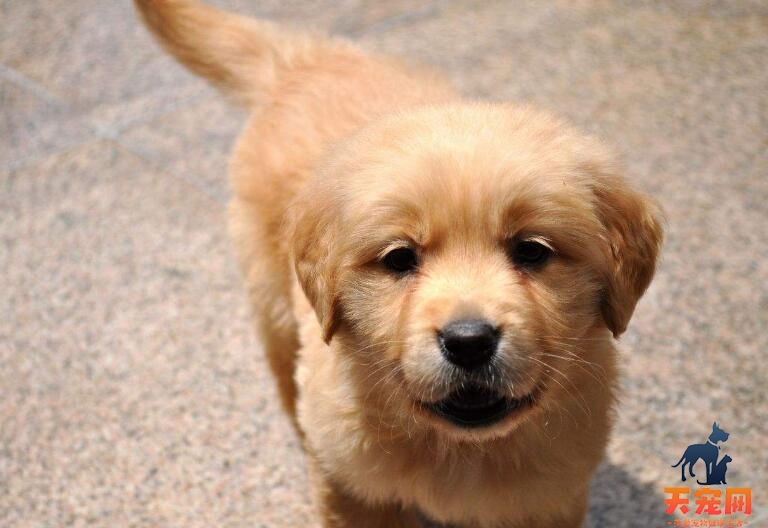 如何科学的饲养金毛犬？正确饲养金毛的办法