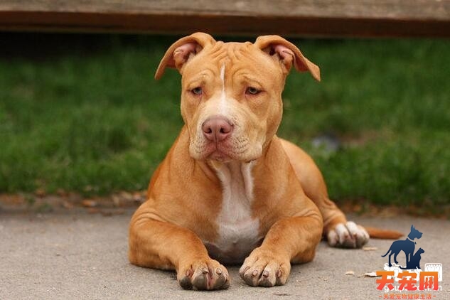 比特犬常见的四种皮肤病介绍