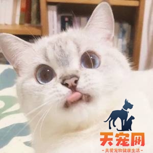 研究证明猫能听懂自己的名字!但TA不愿理你?