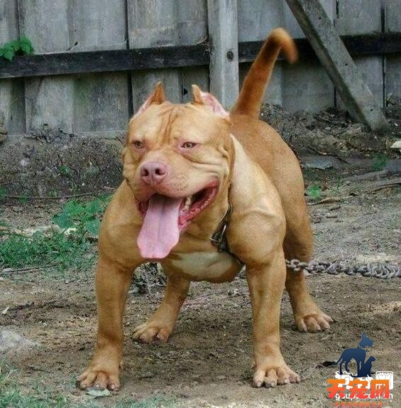 比特犬怀孕后不能吃什么