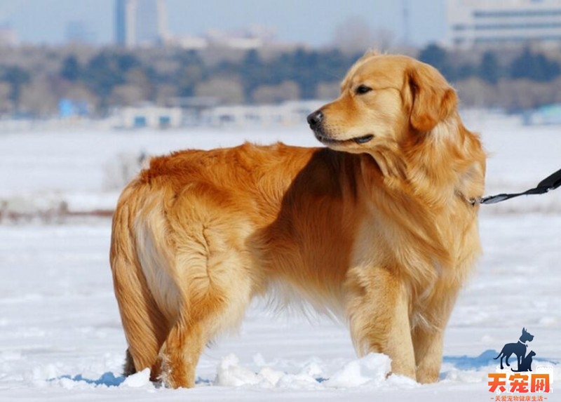 金毛犬会看家吗?训练金毛犬看家的方法。