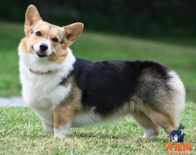 柯基犬呕吐吃什么药？找对原因对症下药