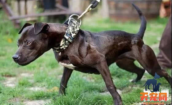 比特犬乱叫怎么办，如果训练比特犬不乱叫