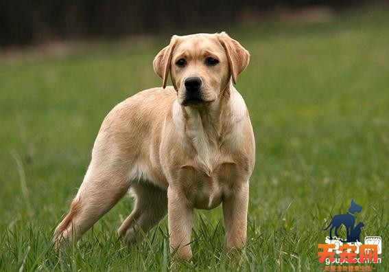 繁殖拉布拉多犬的注意事项