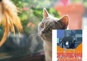 研究证明猫能听懂自己的名字!但TA不愿理你?