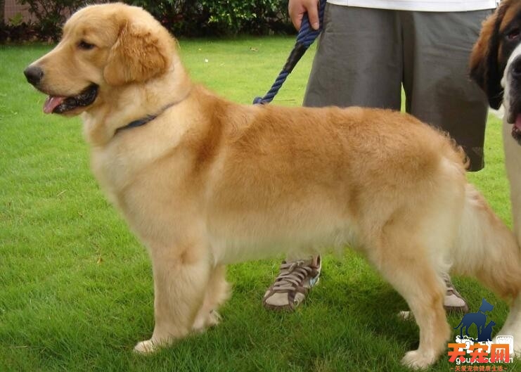 金毛犬最害怕哪些东西?