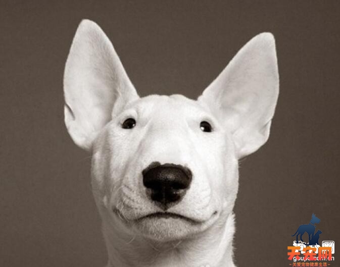 牛头梗幼犬为什么会患有耳螨?狗耳螨会传染给人么?