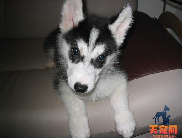 哈士奇犬瘟的症状及治疗方法