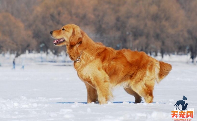 金毛犬掉毛怎么办？有哪些原因导致？