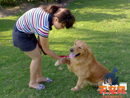 【金毛犬怎么养】金毛犬养护训练经验分享