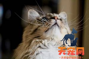 研究证明猫能听懂自己的名字!但TA不愿理你?