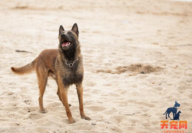 马犬怎么配种？马犬配种注意事项