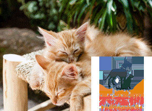 研究证明猫能听懂自己的名字!但TA不愿理你?