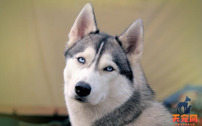哈士奇犬的智商怎么样，相当于人类多少岁？