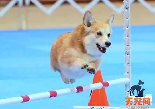 柯基犬好养吗,柯基犬智商排名