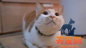 研究证明猫能听懂自己的名字!但TA不愿理你?