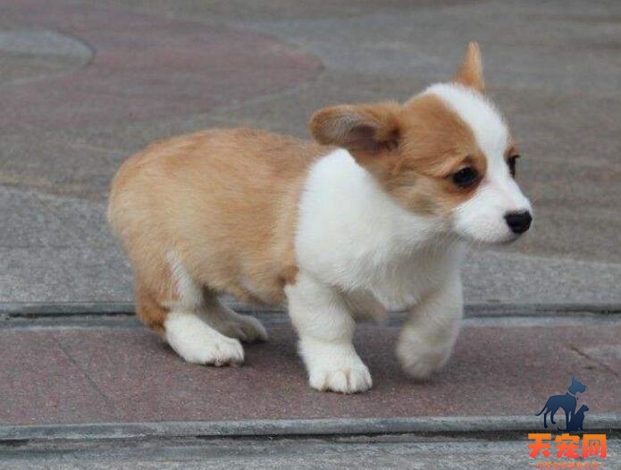 柯基犬有什么缺点？柯基犬的缺点剖析