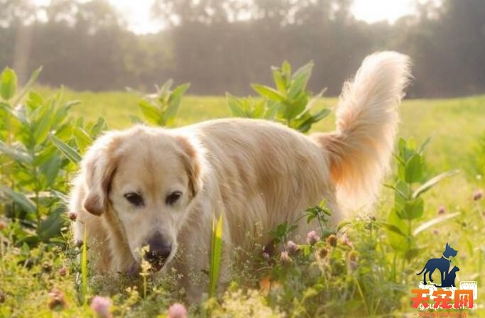 金毛犬生病了怎么办