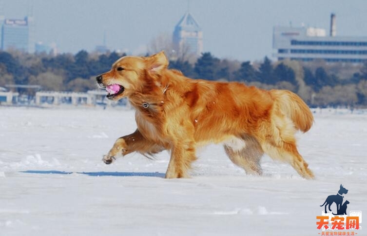 如何改掉金毛犬行走时喜欢黏主人脚边的问题