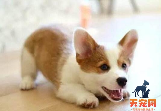 柯基犬护食怎么办?怎么改掉护食的坏毛病?