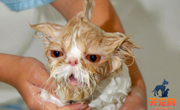 猫怕水如何洗澡