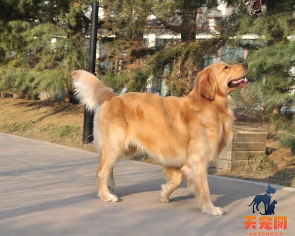 怎么才能养好金毛犬？饲养金毛犬应注意事项