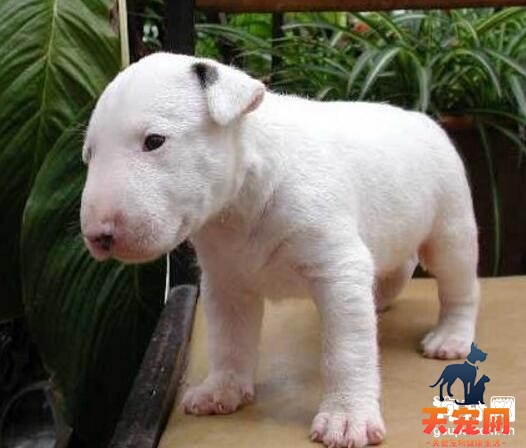 牛头梗幼犬怎么训练