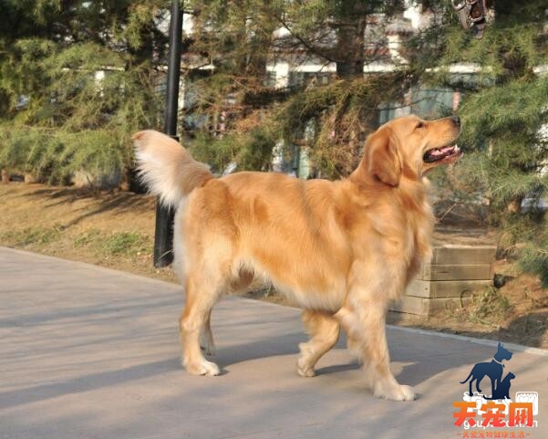 如何拉近和金毛犬之间的关系?