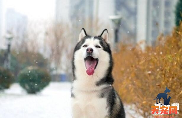 宠物犬常用疾病-宠物常见的疾病到底有哪些