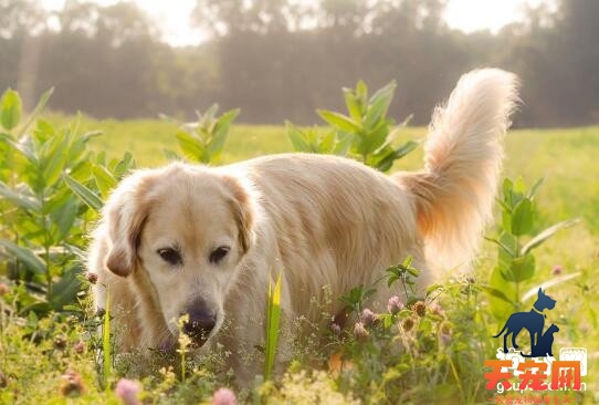 怎么训练金毛犬定点大小便