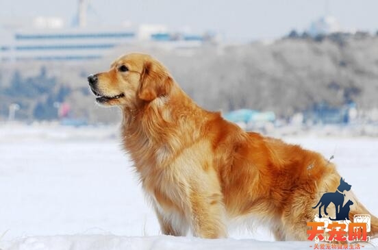 金毛犬白内障的原因分析