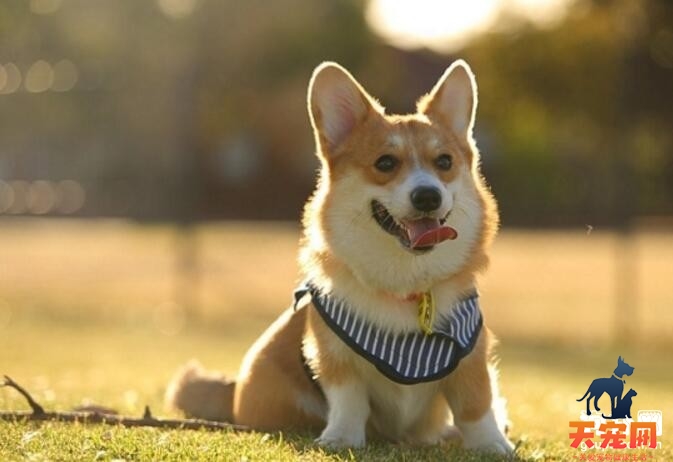 柯基犬多少钱一只？在购买时需要哪些注意事项？