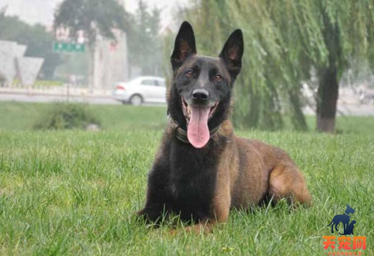马犬怀孕了怎么养，吃什么好