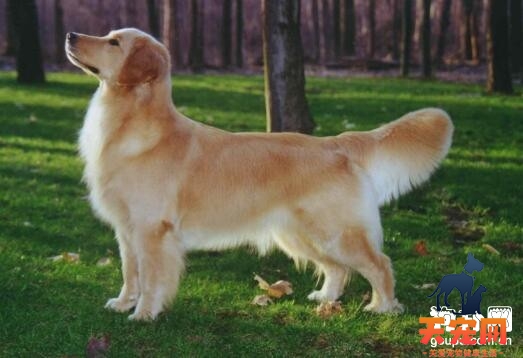 【金毛犬多少钱】金毛犬价格考虑因素